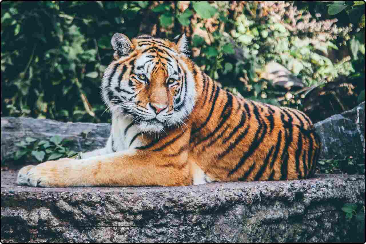 Beautiful tiger with expressive eyes, seen lounging on a rocky ledge in its zoo enclosure